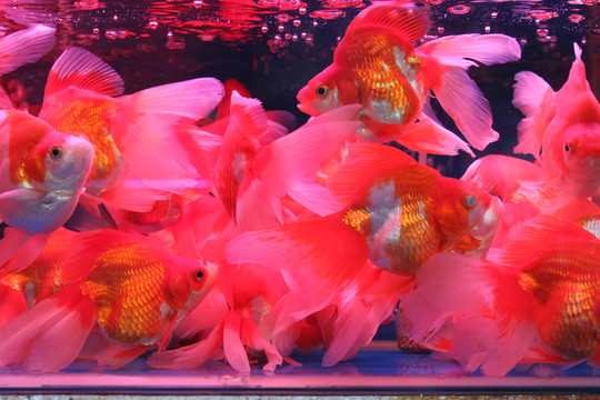 金魚