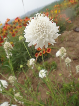 潔白小花