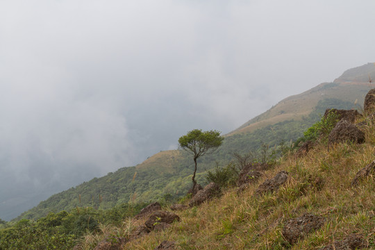 高山一棵樹