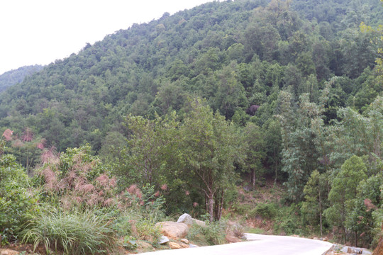 防城港南山森林