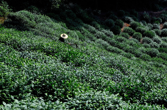 茶農(nóng)除草