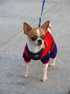 寵物犬
