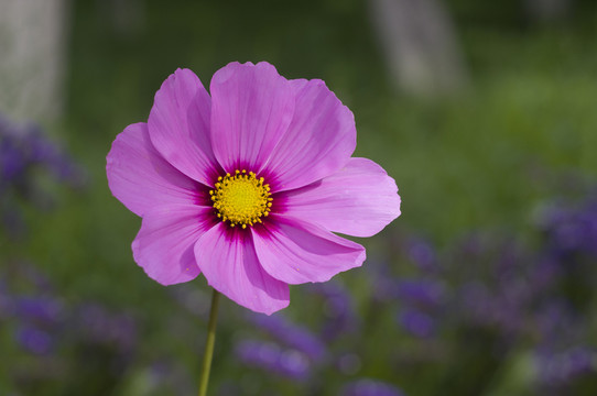 波斯菊