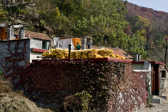農(nóng)家小院