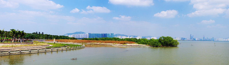 深圳灣風光