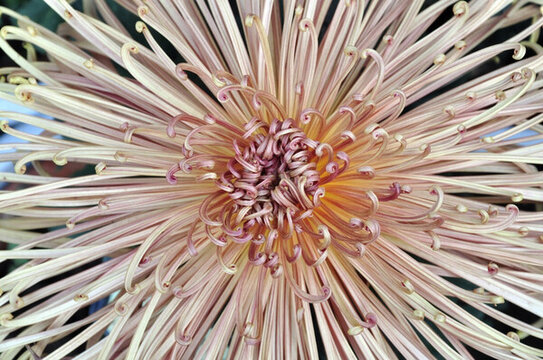 菊花