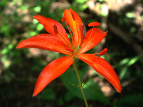 野百合