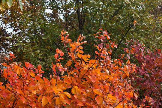 香山紅葉