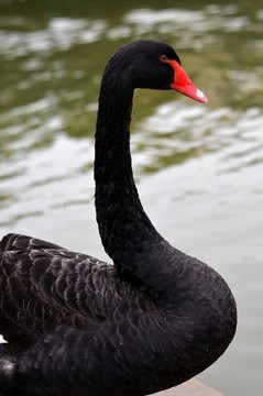 黑天鵝