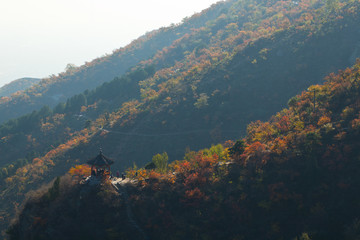 香山紅葉