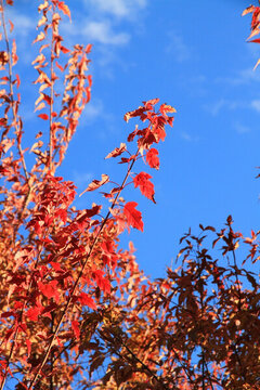 紅葉