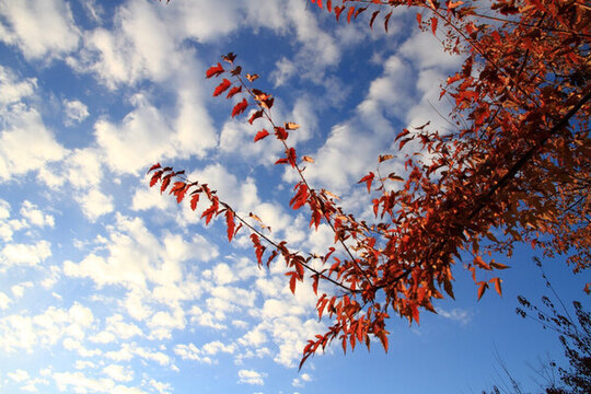 紅葉