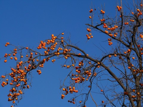 柿子樹