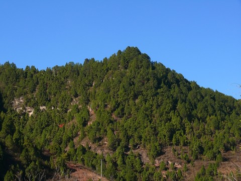 山林