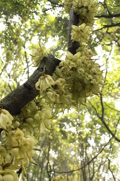 禾雀花
