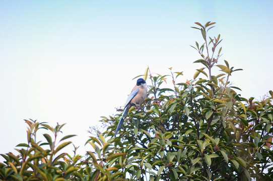 枝頭鳥