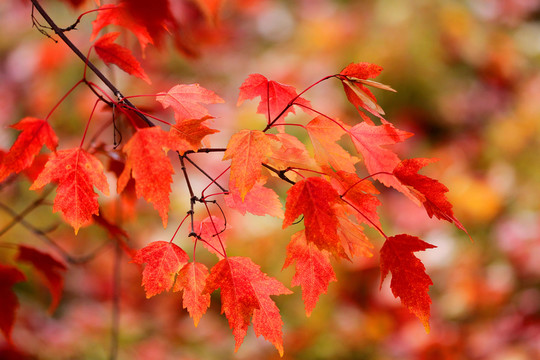 紅葉