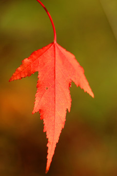 紅葉