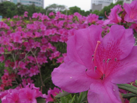 杜鵑 映山紅