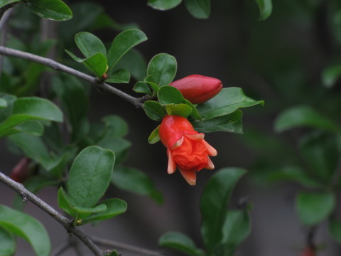 石榴花
