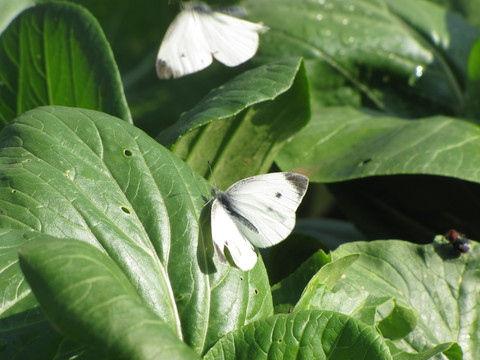 青菜與蝴蝶