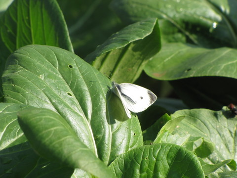 青菜與蝴蝶
