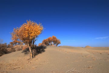 沙漠胡楊
