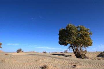 沙漠胡楊