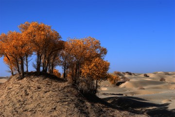 沙漠胡楊