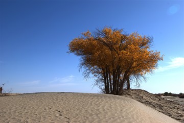 沙漠胡楊