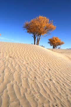 沙漠胡楊