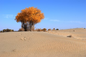 沙漠胡楊