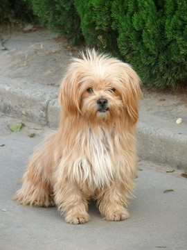 寵物犬