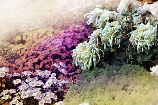 菊花