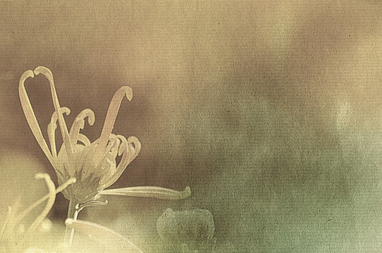 創(chuàng)意菊花