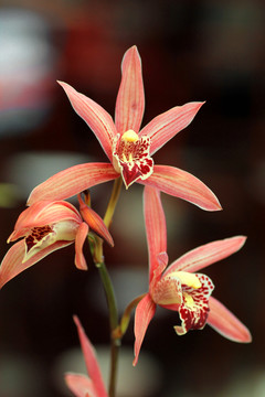 蘭花