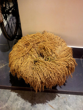 稻穗
