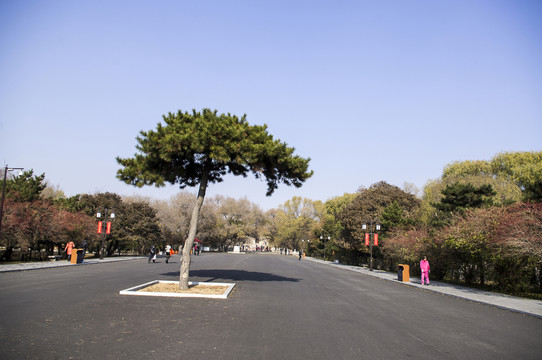 松樹