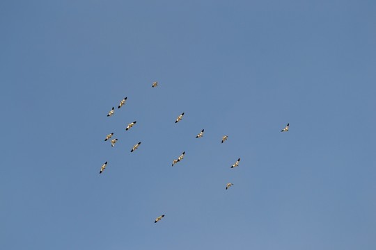 群鳥