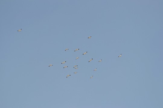 群鳥