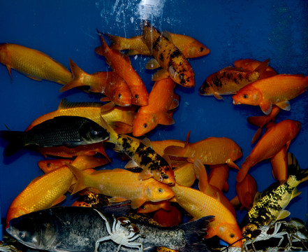 鯉魚