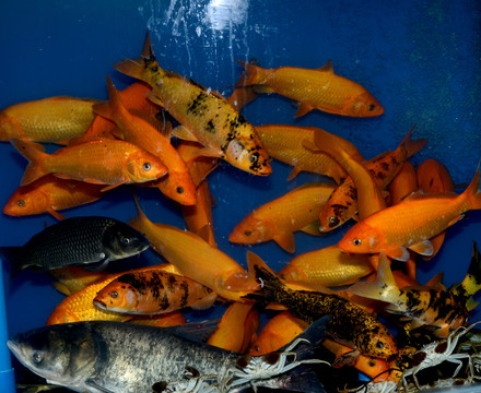 鯉魚