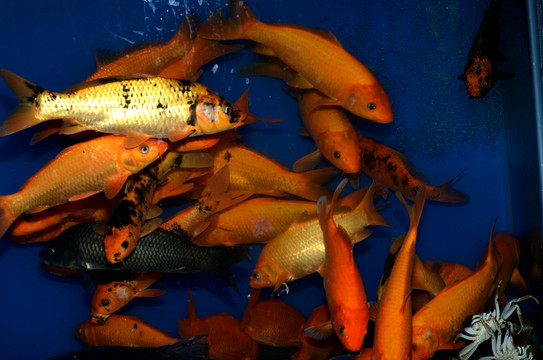 鯉魚