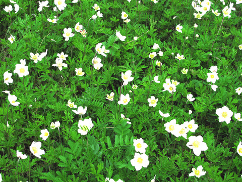 銀蓮花