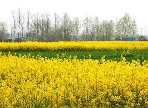 油菜花