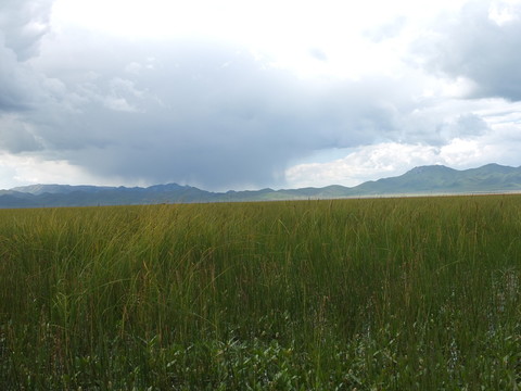 藍(lán)天白云綠草地