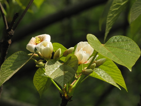 油桐花開