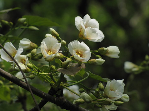 油桐花開