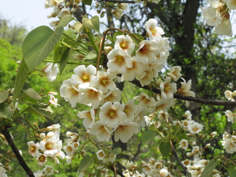 油桐花開(kāi)