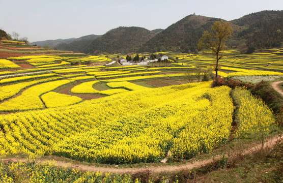 油菜花